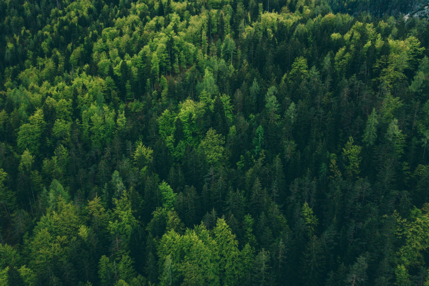 Vue aérienne d'une forêt dense et préservée